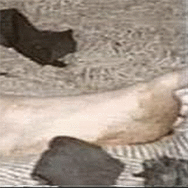 The Jeffrey MacDonald Case: Debunking FrmrCSI’s alleged “analysis” of the bloody footprints: FrmrCSI’s image, which has an incorrect aspect ratio, making the foot longer than it actually is