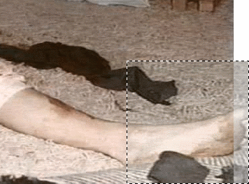 The Jeffrey MacDonald Case: Debunking FrmrCSI�s alleged �analysis� of the bloody footprints: Cropped section of original crime scene  photo with FrmrCSI�s image as an overlay